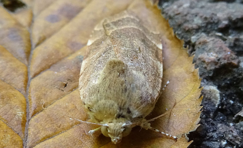 Noctua fimbriata - Noctuidae